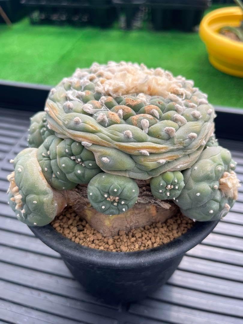 サボテン 小疣銀冠玉群生 疣銀冠玉 螺旋タイプ 自根 カキ